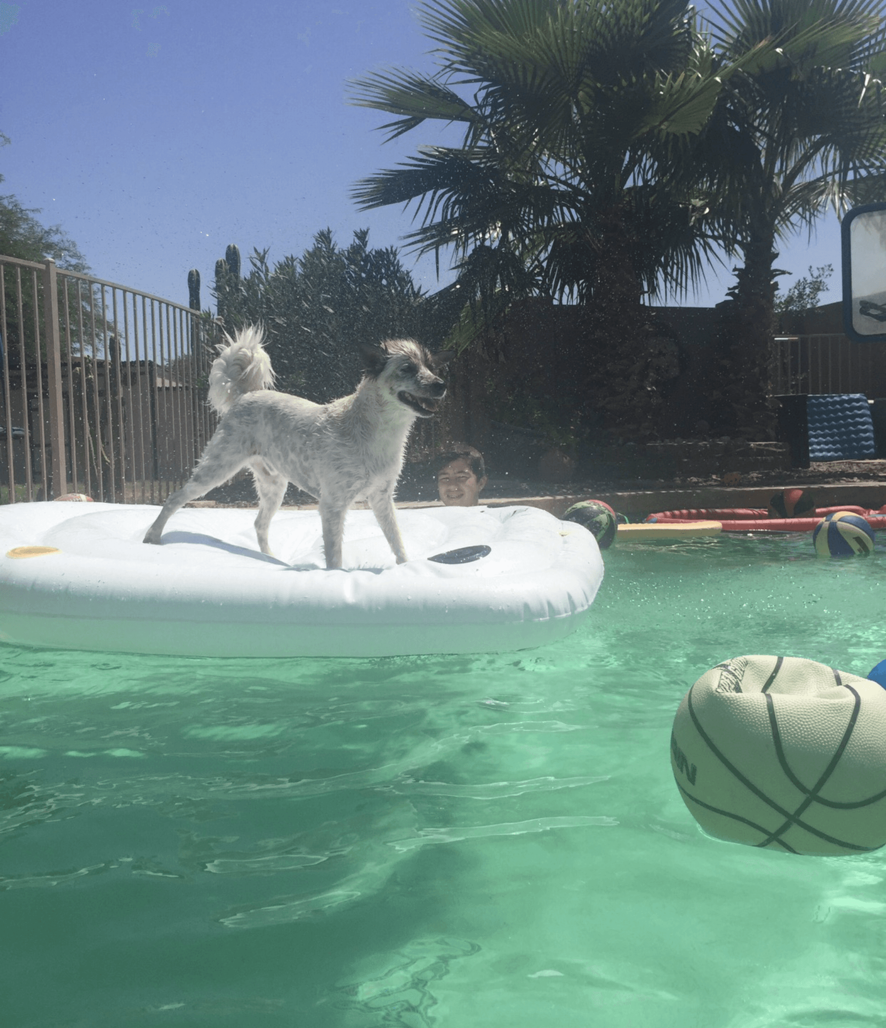 Pool Hounds work example 2